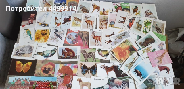 Календарчета -82 броя от 1983 до 1986 година, снимка 2 - Колекции - 54216771