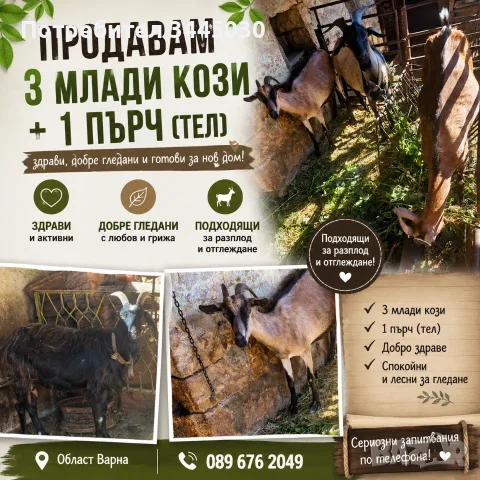 Продавам  кози и пърч