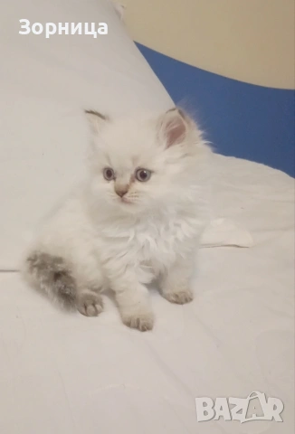 Британско дългокосместо коте, снимка 2 - Британска късокосместа - 54337713