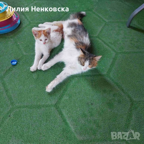 Подарява се бяло, мъжко котенце, снимка 3 - Други - 55150823