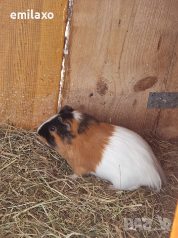 Продавам 2 мъжки морски свинчета., снимка 4 - Морски свинчета - 54148553