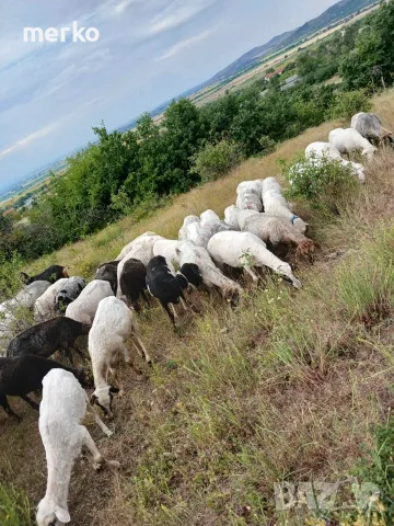 Продавам овце и кози, снимка 6 - Овце - 54865872