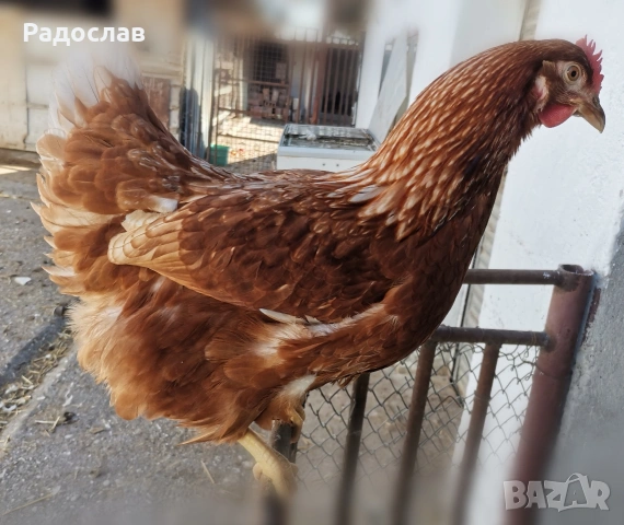 Ярки Ломан Браун за яйца, кокошки Носачки, петли , снимка 2 - Кокошки и пуйки - 41425416