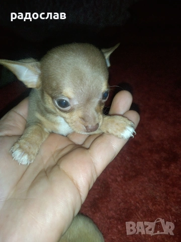 малки кутрета пинчер чихуахуа , снимка 10 - Чихуахуа - 54281247