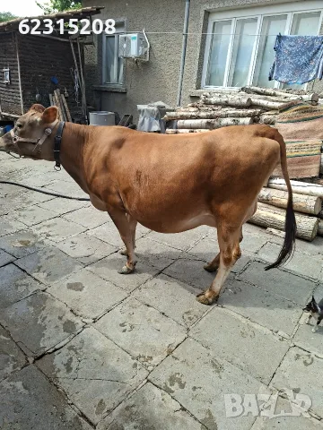 Юница "Джерсе". , снимка 7 - Крави - 55429311