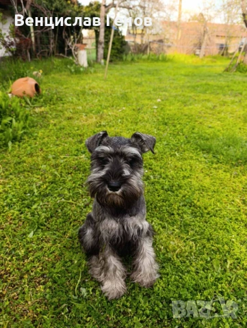 Цверг шнауцер, цвергшнауцер мини шнауцер, снимка 2 - Други - 53054533