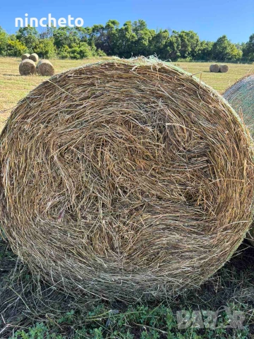 Люцерна 