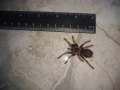 Tarantula - Продавам Тарантyли от снимите - получавате това което виждате, снимка 4