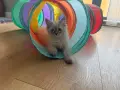 Невска маскарадна котка , снимка 3