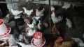 Продавам няколко породи ярки кокошки, снимка 5