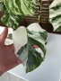 Monstera Albo Variegata (Монстера Албо Вариегата), снимка 4