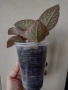 Еписция, episcia Strawberry patch, снимка 4
