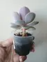 Ешеверия, echeveria Perle von nurnberg, снимка 2