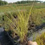 Мискантус Пурпурасценс, Miscanthus sinensis 'Purpurascens' студоустойчива, декоративна трева!!!, снимка 8