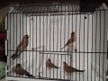 Амадини, снимка 1
