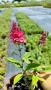 Buddleja dav. Butterfly Candy Little Ruby, снимка 10