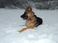 Немска овчарка..., снимка 2