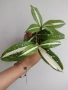 Драцена, dracena milky way, снимка 3