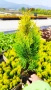 Туя Златен Смарагд, Thuja Occidentalis Golden Smaragd, студоустойчива!!, снимка 3