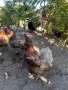 Продавам кокошки носачки, снимка 5