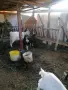 Продавам пет кози и един козел, снимка 2