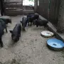 Виетнамски прасенца продавам, снимка 3