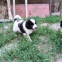 Малки Каракачанки, снимка 3