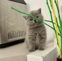 Мъжко чистокръвно британско котенце, снимка 8