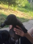 Чистокръвни лабрадори на 1 месец и 10 дена, снимка 6