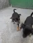 Продавам пинчери , снимка 6
