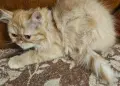 Персийски котенца , снимка 3