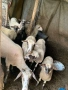 Продавам овце и агнета, снимка 2