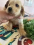 Кокер шпаньол момче и момиче, снимка 1
