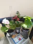 Сортово Мушкато 3 €/бр налични 3 сорта , снимка 4
