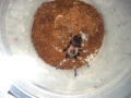 Tarantula - Продавам Тарантyли от снимите - получавате това което виждате, снимка 8