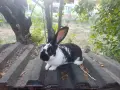 Гъски патици зайци , снимка 8