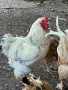 Ярки и кокошки! , снимка 5