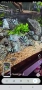 Продавам Син папагал (Polar Blue Parrot Cichlid ), снимка 2