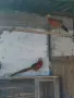 Червено златни фазани, снимка 2