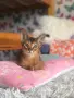 СУПЕР ИЗГОДНА ЦЕНА .АБИСИНСКИ КОТЕНЦА, снимка 3