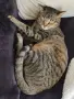 Търси се любящ дом за котка Ася, снимка 4
