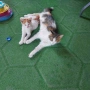 Подарява се бяло, мъжко котенце, снимка 3