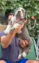 Американско були ХЛ /American bully XL, снимка 7