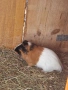 Продавам 2 мъжки морски свинчета., снимка 4
