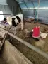 Мъжко теле на четери месеца, снимка 4