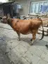 Юница "Джерсе". , снимка 7