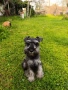 Цверг шнауцер, цвергшнауцер мини шнауцер, снимка 2