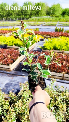 Джел, Илекс Сребърна Кралица, Ilex aquifolium Silver Queen, студоустойчив, многогодишен бодлив храст, снимка 7 - Градински цветя и растения - 54556939