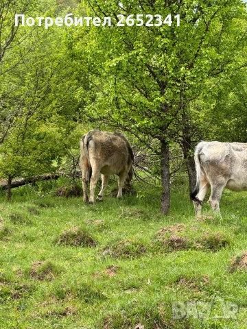 Продавам месодайни крави стелни и с  телета баща абърдин.  ………, снимка 5 - За селскостопански - 54576519
