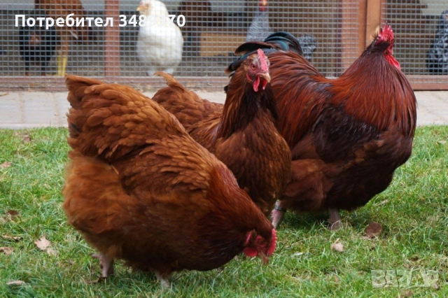 Заменяме изброените нови продукти , за изброените птици и др., снимка 13 - Кокошки и пуйки - 54709838